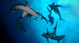 Искаш ли да станеш водолаз?