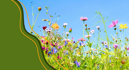 Животът на семенните растения