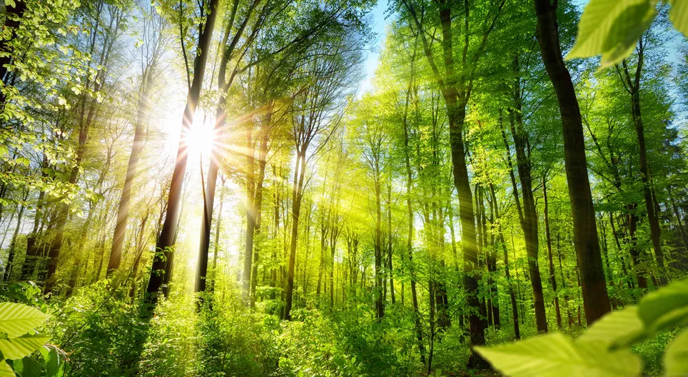 Познавате ли различните лица на гората?