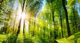 Познавате ли различните лица на гората?