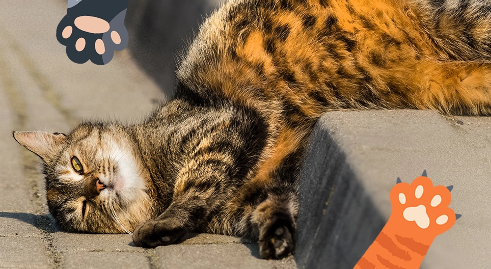 Нашите мъркащи любимци