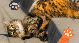 Нашите мъркащи любимци