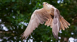 Как летят птиците? I част