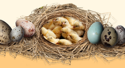 Тайната на яйцата