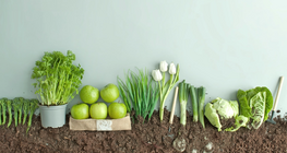 Семе или плод?