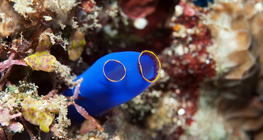 Мантийни животни