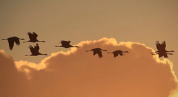 Как летят приците? Част 3