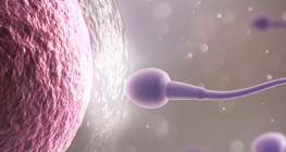 Яйцеклетки и сперматозоиди