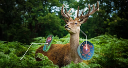 Да сравним растителните и животинските клетки