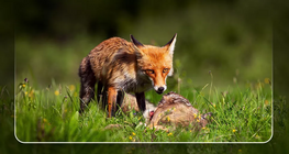 Хранителни вериги