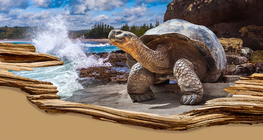 Най-дълго живеещите организми на Земята