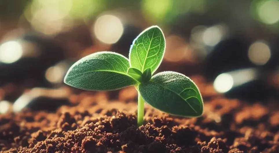 Устойчиво селско стопанство