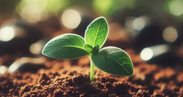 Устойчиво селско стопанство