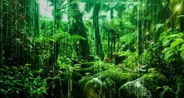 Do You See the Forest for the Trees? - Int. Ed.