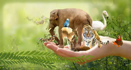 Роднини във флората и фауната