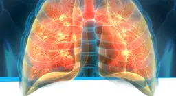 The respiratory system