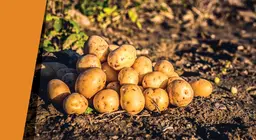 Картофен оазис