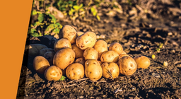 Картофен оазис