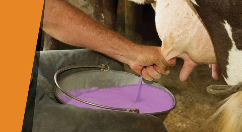 Лилавото мляко