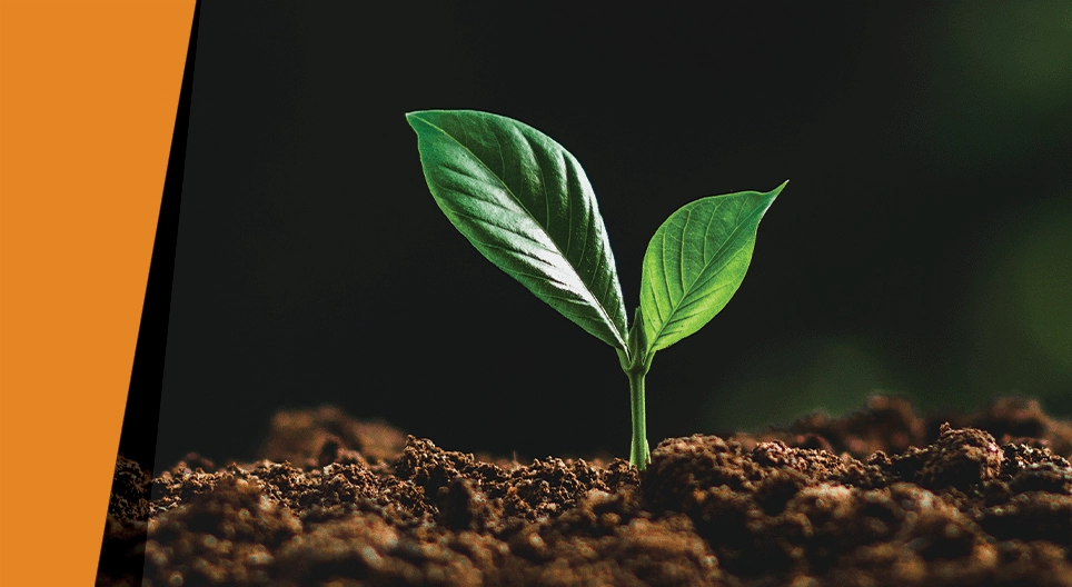 Под прикритието на нощта