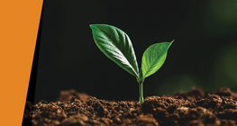 Под прикритието на нощта