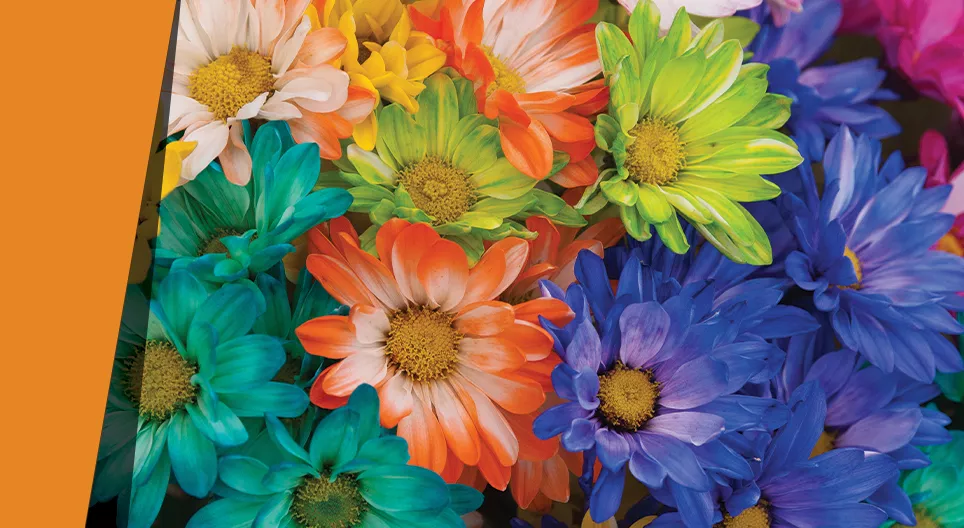 Хилядоцветни венчелистчета