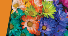 Хилядоцветни венчелистчета